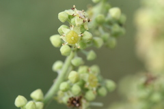Ventilago maderaspatana